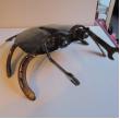 krab